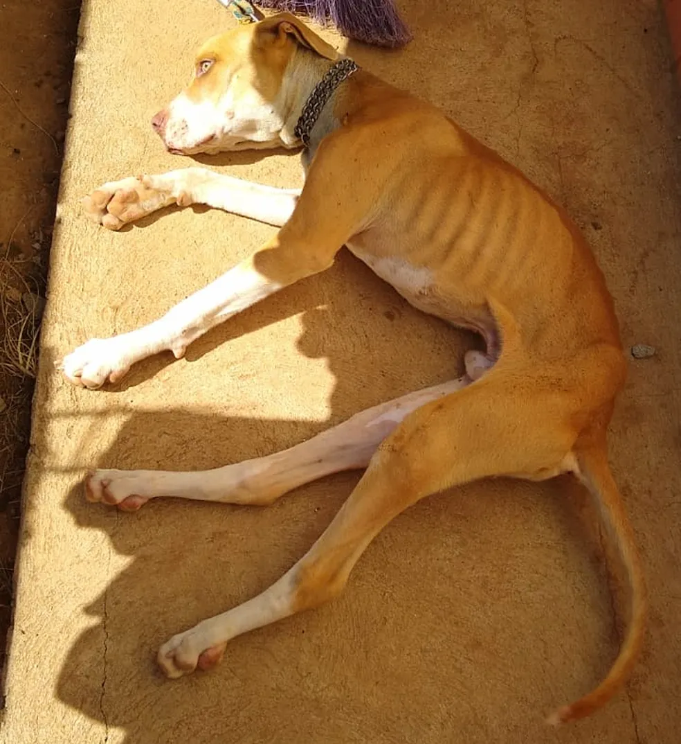 Cães e gatos resgatados